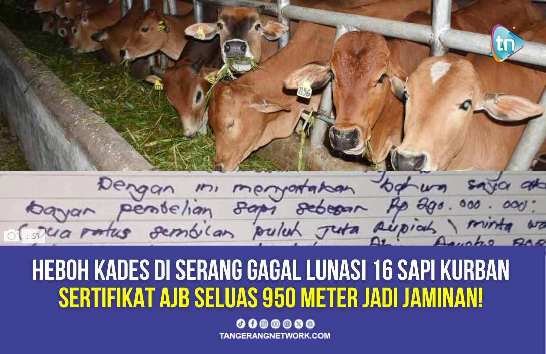 Heboh Kades di Serang Banten Gagal Lunasi 16 Sapi Kurban, Rumah Jadi Jaminan!
